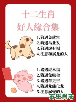 相伴是什么生肖？相伴是什么数字