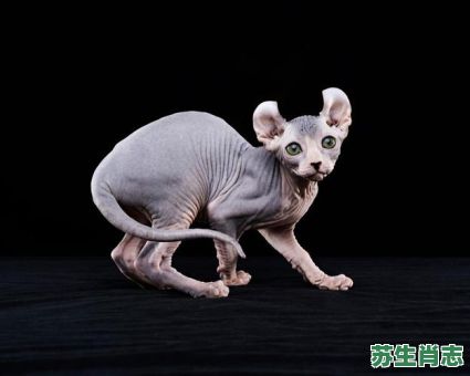 无脚生肖是什么？无脚的动物是哪几肖