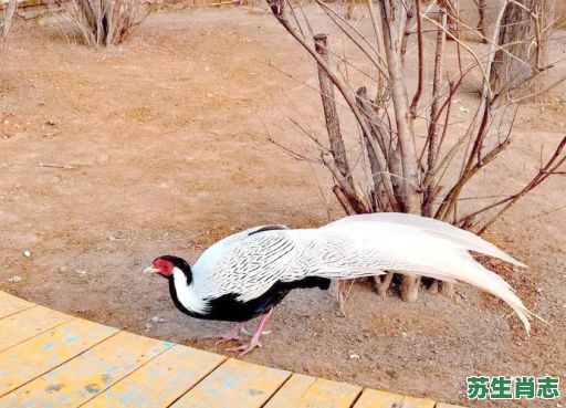 黄河是什么生肖？黄河打一动物是什么动物