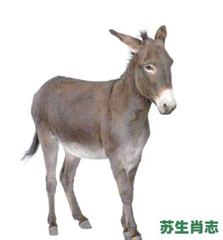 毛驴是什么生肖？毛驴打一数字