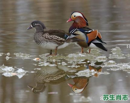 12生肖鸳鸯是什么生肖?鸳鸯十二生肖是什么 12生肖鸳鸯是什么生肖?鸳鸯十二生肖是什么
