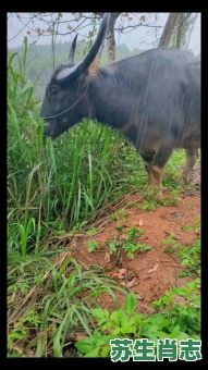 野外大雨是什么生肖？天降大雨消一下什么生肖