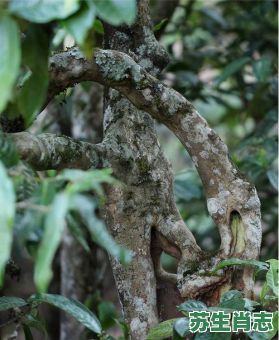 弯腰树是什么生肖？弯腰树直不起准确答案