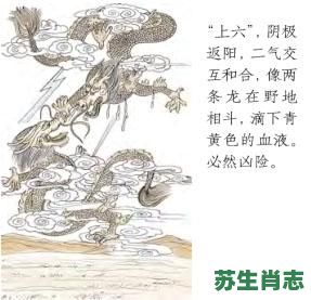 野地双打是什么生肖？龙战于野打什么生肖