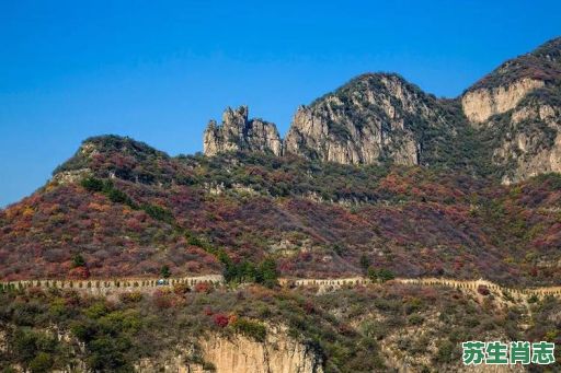 红叶似火是什么生肖？红叶似火最佳答案一肖