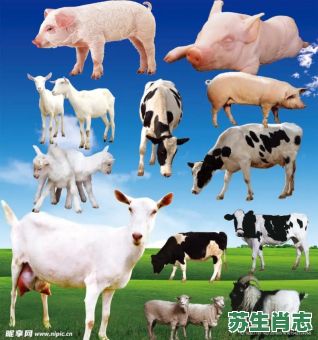 牛毛大王是什么生肖？一群牛羊打一生肖