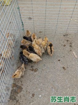 农家圈养是什么生肖？人们圈养的动物是什么