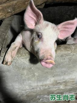 笨死猪是什么生肖?笨如猪打一动物 笨死猪是什么生肖?笨如猪打一动物