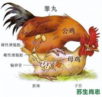 公鸡下蛋是什么生肖？什么生肖下蛋