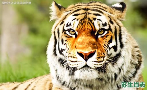 野性的生肖是什么？野性最准确生肖动物