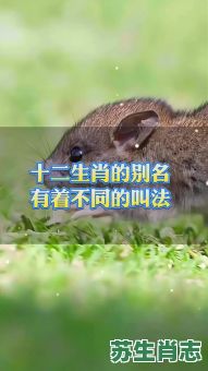 条件救人是什么生肖？救人打一生肖