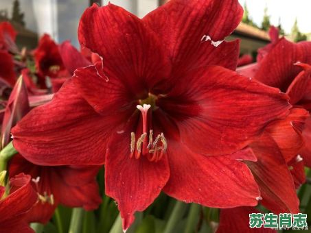 带红花是什么生肖？带红花的生肖正确答案