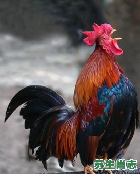 1017年是什么生肖？2017年属鸡人的优缺点