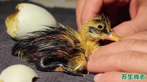 鸭子指的是什么生肖？鸭子谜底生肖