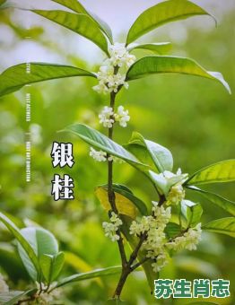 桂花指的是什么生肖？桂花最正确的生肖