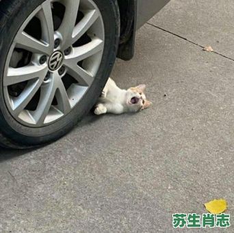 碰瓷是什么生肖？碰瓷打一准确动物