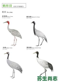 鹤指的是什么生肖？鹤的生肖代表