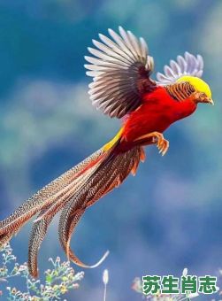 凤凰鸟是什么生肖？凤凰是什么生肖动物