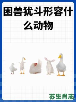 四四组合是什么生肖？四四指什么动物