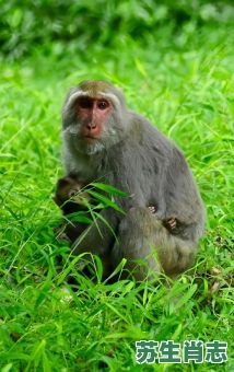 自长吟是什么生肖？自长呤是什么动物