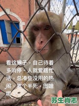 被骚扰不能安宁的生肖是什么生肖？出个毛猴不安宁是什么生肖