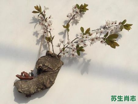 古木逢春是什么生肖？枯木逢春最佳三肖