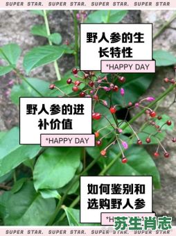 大野人参是什么生肖？壮阳药打一生肖