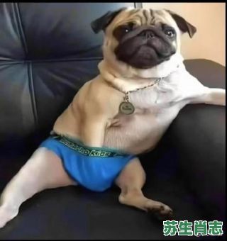 最忠诚生肖是什么动物？最忠心的动物是哪个生肖