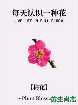 花落知多少是什么生肖?梅花最佳答案一肖 花落知多少是什么生肖?梅花最佳答案一肖