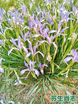 马兰花是什么生肖？马兰花打一准确生肖