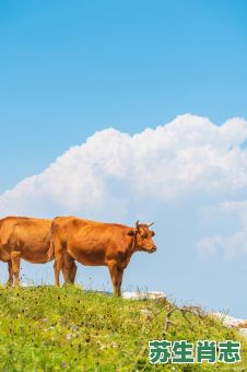 青草绿叶是什么生肖？青草的动物是什么生肖