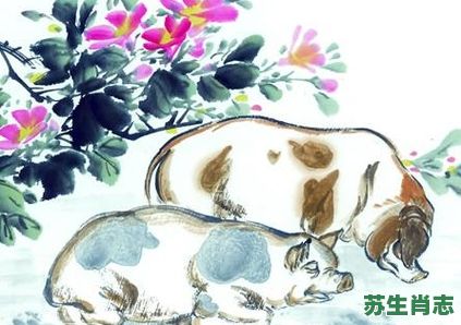 短命之物是什么生肖？短命动物最佳答案一肖