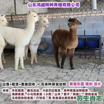 身上取驼毛是什么生肖？什么动物身上取鸵毛没法