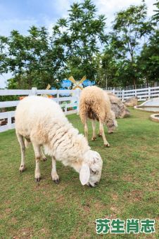食草青青是什么生肖？爱吃青草的动物是哪一肖