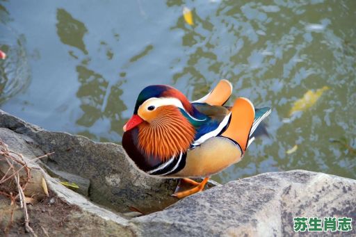 十二生肖鸳鸯是什么？鸳鸯是什么生肖动物