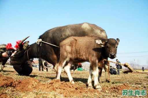 无私奉献是什么生肖?无私的动物是什么生肖? 无私奉献是什么生肖?无私的动物是什么生肖?