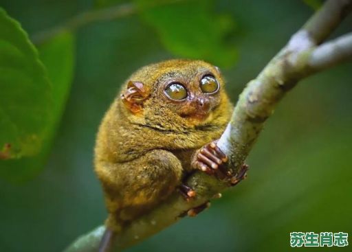 大眼睛的是什么生肖？什么动物眼睛最大