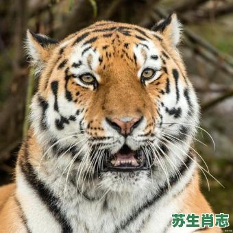 夜梦江南是什么生肖？夜生肖是什么动物