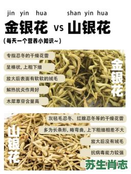 金银花是什么生肖？银花打一个最佳生肖