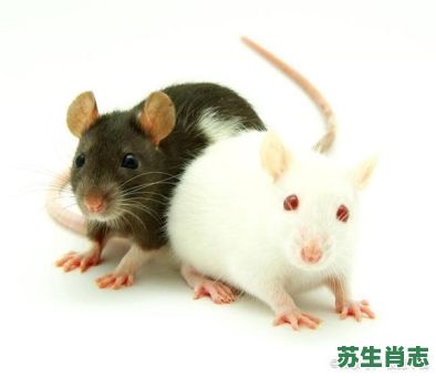 买触电个生肖是什么？电觇是什么生肖