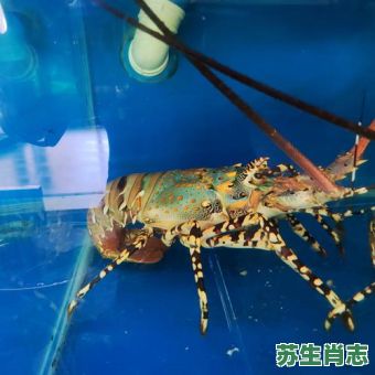 小龙虾是什么生肖？龙虾最准确的生肖