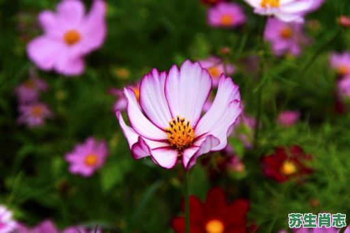 王的女人是什么生肖？倾国倾城是什么生肖