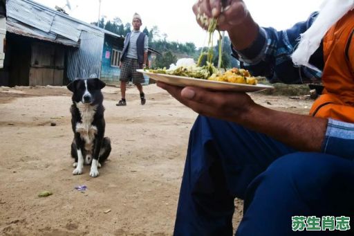 沦落风尘是什么生肖？沦落风尘打一正确动物