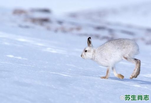 赏心悦目是什么生肖？赏心悦目打一最佳动物