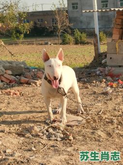 牛头狗身是什么生肖？狗头牛身是什么动物