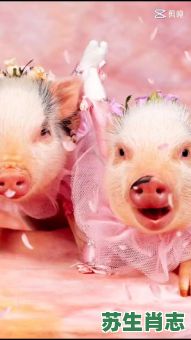 猪头猪脑猪尾是什么生肖？猪头猪脑指什么动物