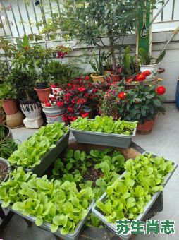 养在小院是什么生肖？小院热闹是哪一个生肖