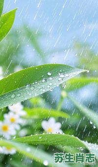 2017雨肖是什么生肖？雨肖是指什么生肖