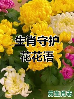 十二生肖是什么花?花指什么生肖 十二生肖是什么花?花指什么生肖