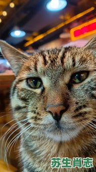 遮天敝日是什么生肖？树大遮天打一最佳生肖